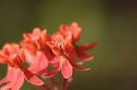 Fewflowered milkweed